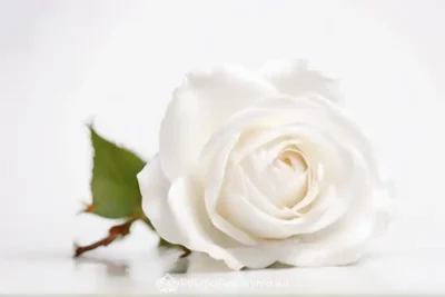 rosa bianca su sfondo bianco luminoso